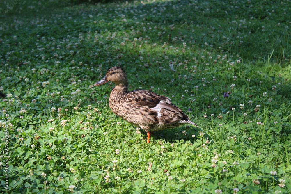 duck in a flowering meadow duck in a flowering meadow