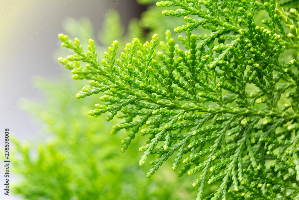 Background of green leaves with sunshine in the morning. Photos closely patterned pine saw clearly. Background of green leaves with sunshine in the morning. Photos closely patterned pine saw clearly.