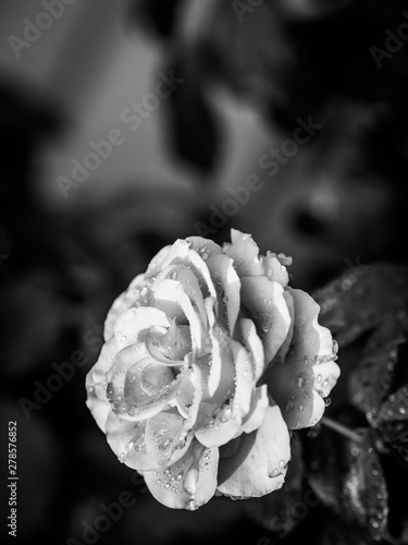 Black and white rose with rain drops