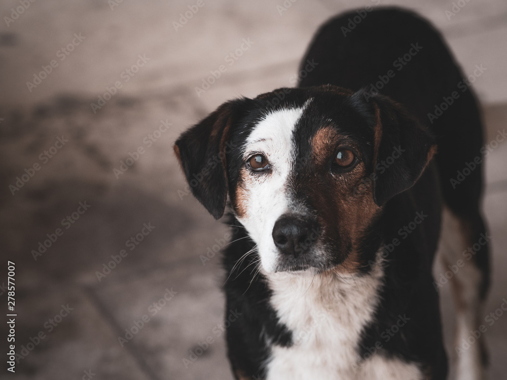 portrait of a mixed breed sad black, brown and white dog staring, looking / begging portrait of a mixed breed sad black, brown and white dog staring, looking / begging