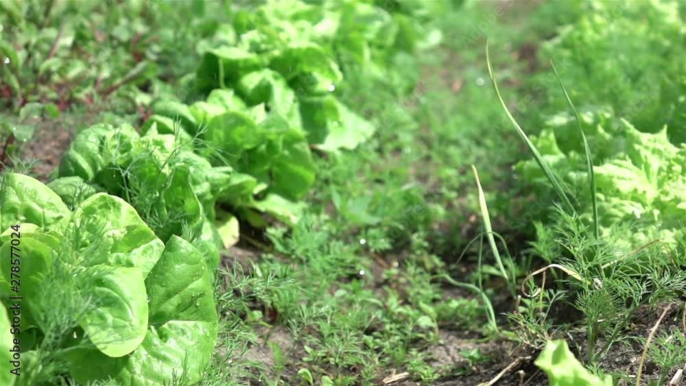 Watering vegetable garden in slow motion 250fps Watering vegetable garden in slow motion 250fps