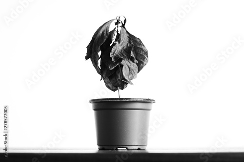 Dead dry coffee plant on white background photo