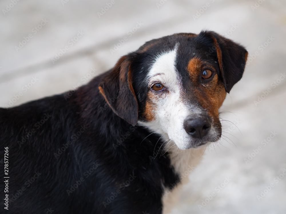portrait of a mixed breed sad black, brown and white dog looking / begging portrait of a mixed breed sad black, brown and white dog looking / begging