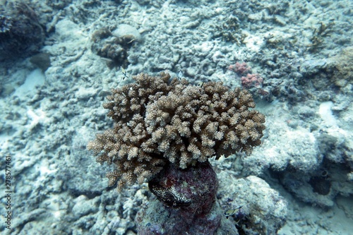 Coral, Great Barrier Reef-Cairns, Australia