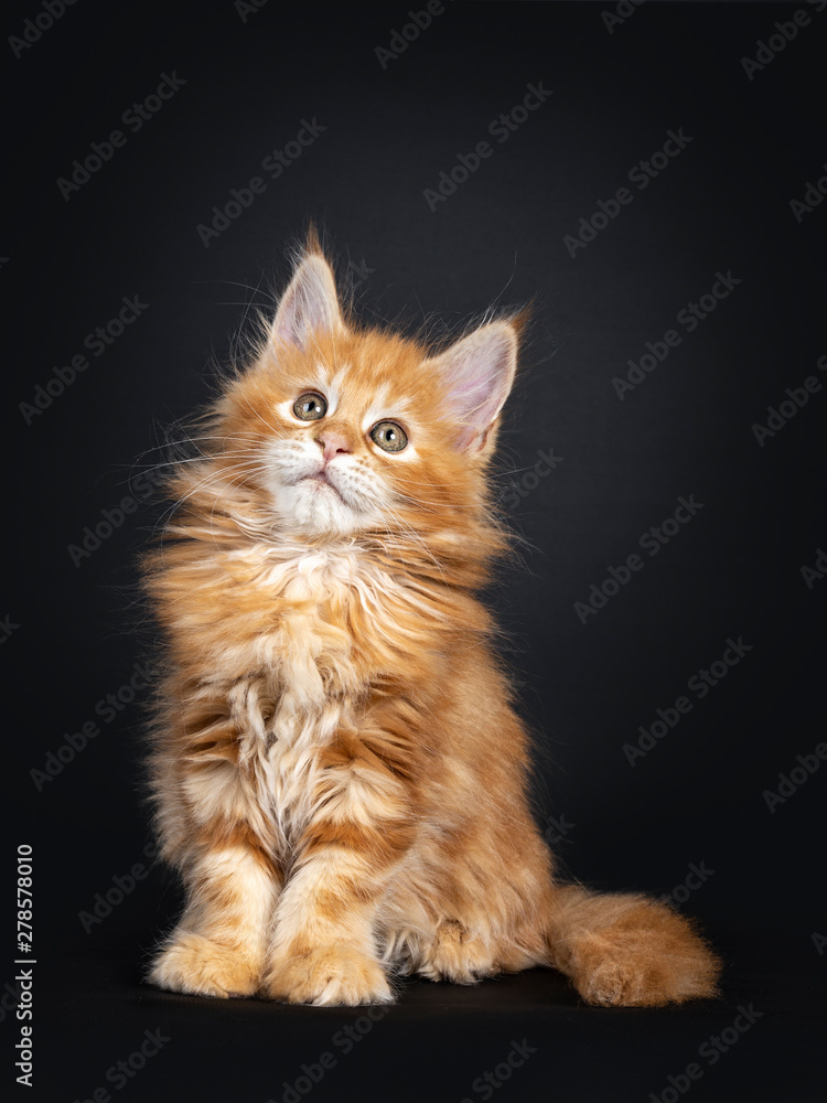 Majestic red Maine Coon cat kitten sitting facing front. Looking up. Isolated on black background. Tail beside body.