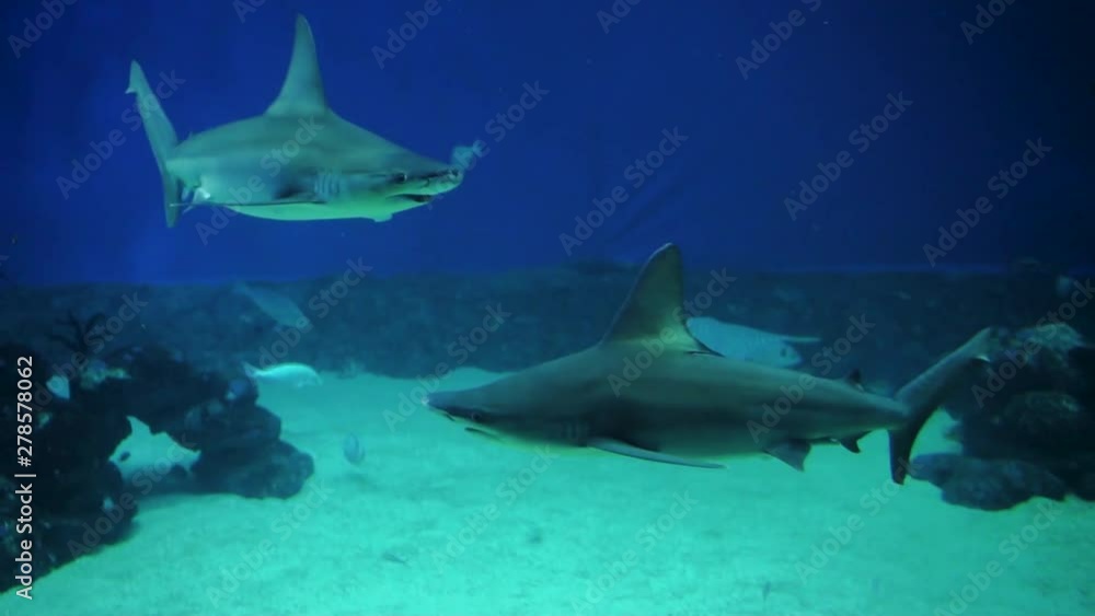 Shark swimming in an aquarium in slow motion Shark swimming in an aquarium in slow motion