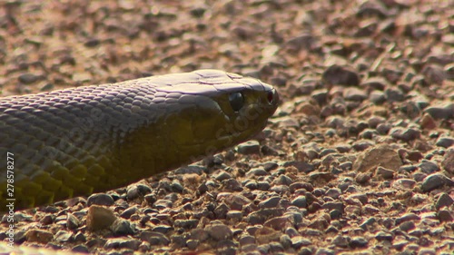 Close up of the head of an inland taipan snake resting on sandy ground and flicking its tongue in and out