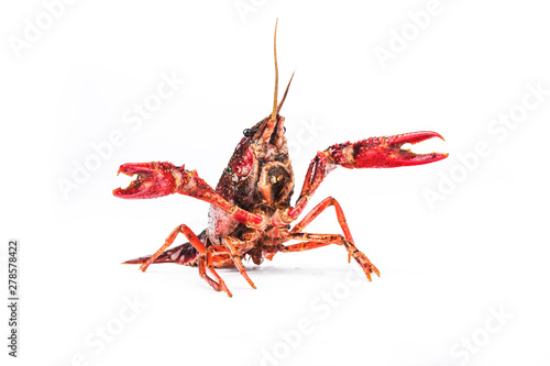 Crayfish,Crawfish isolated on white background