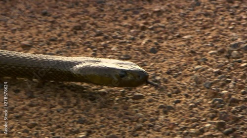 A close up tracking shot of an inland taipan snake slithering around and flicking its tongue in and out