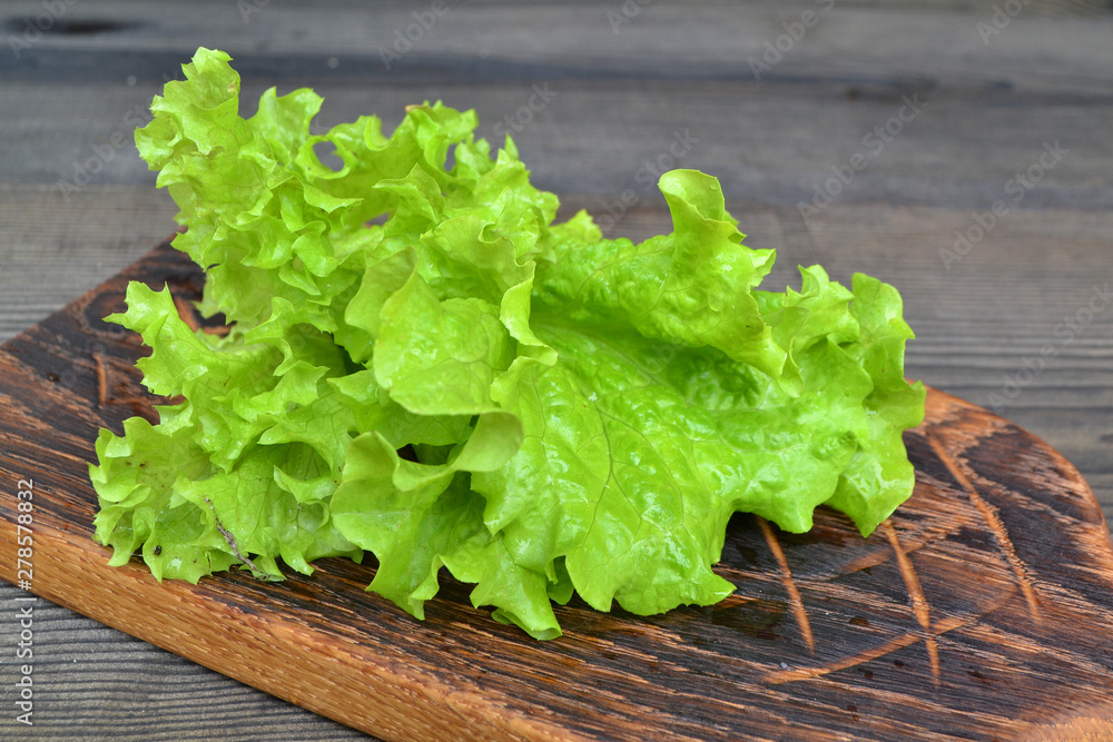 green loose leaf lettuce growing in a salad garden.Batavia salad on cutting board green loose leaf lettuce growing in a salad garden.Batavia salad on cutting board