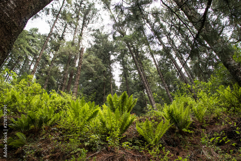 Fototapeta premium Bosque y helecho