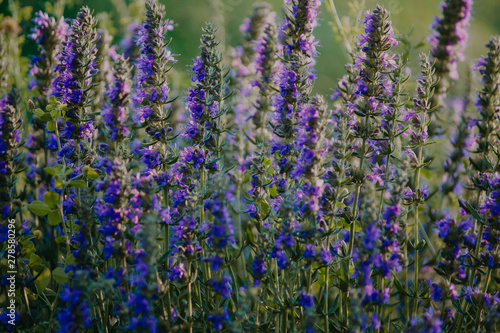  hyssop bushes with blue and purple flowers at sunset