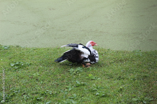 stork on grass