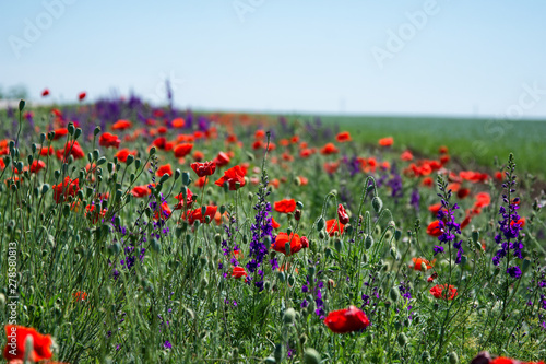 Poppy field. Beautiful landscape. Summer and vacation.