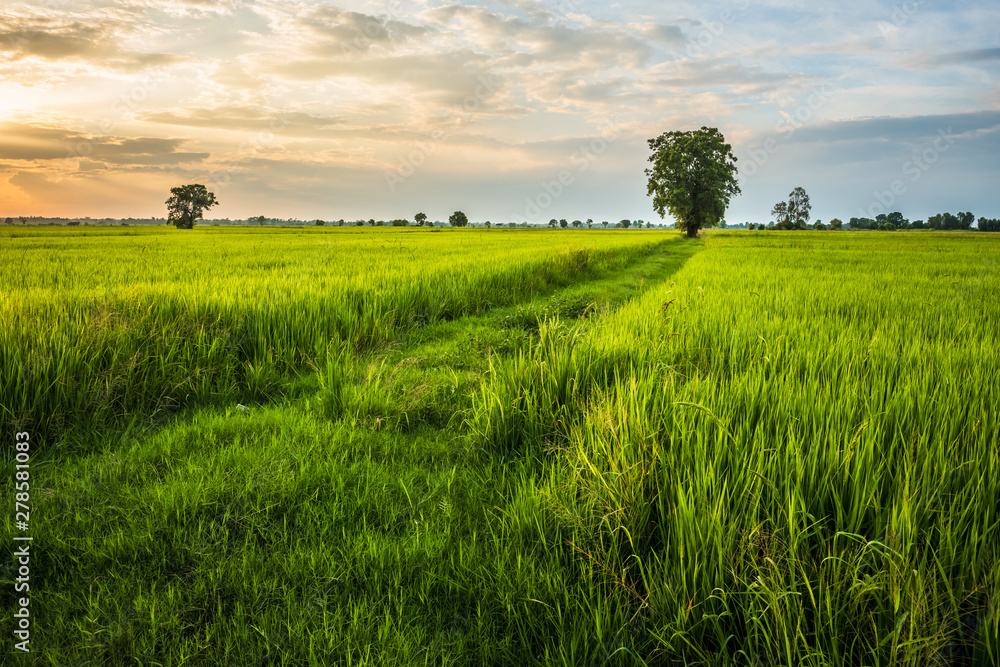 Fototapeta premium Rice Field Before Sunset