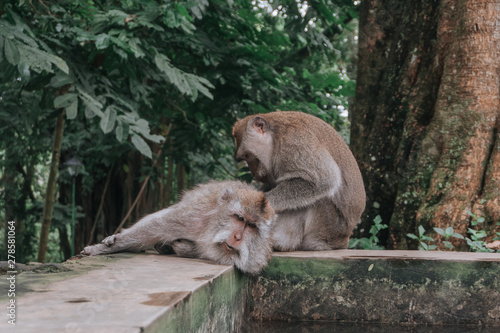 monkeys massage each other © Анастасия Смейлова