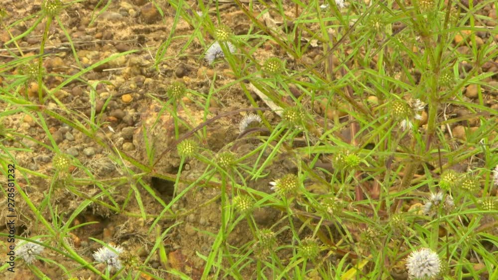 Looking down at a small hole in the dirt, from which a small eastern brown snake pokes its head Looking down at a small hole in the dirt, from which a small eastern brown snake pokes its head