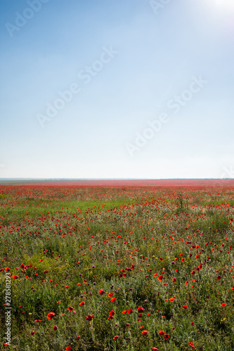 Poppy field. Beautiful landscape. Summer and vacation.