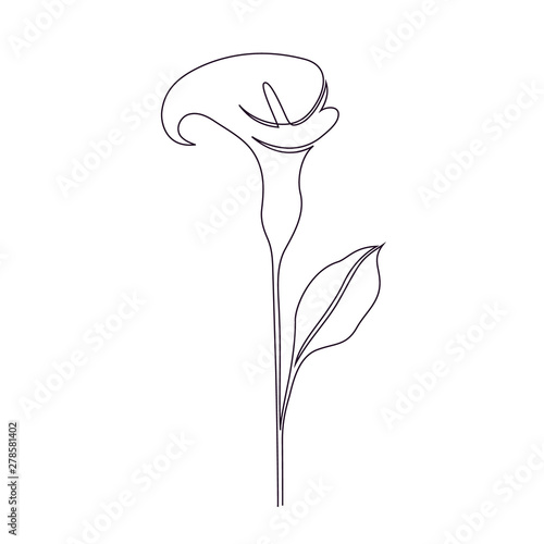 Calla lily flower