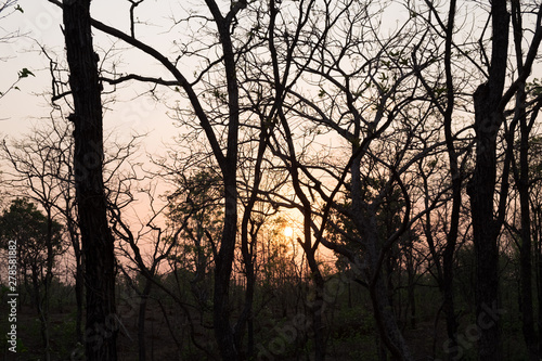 sunset in forest © Bhikram Seth