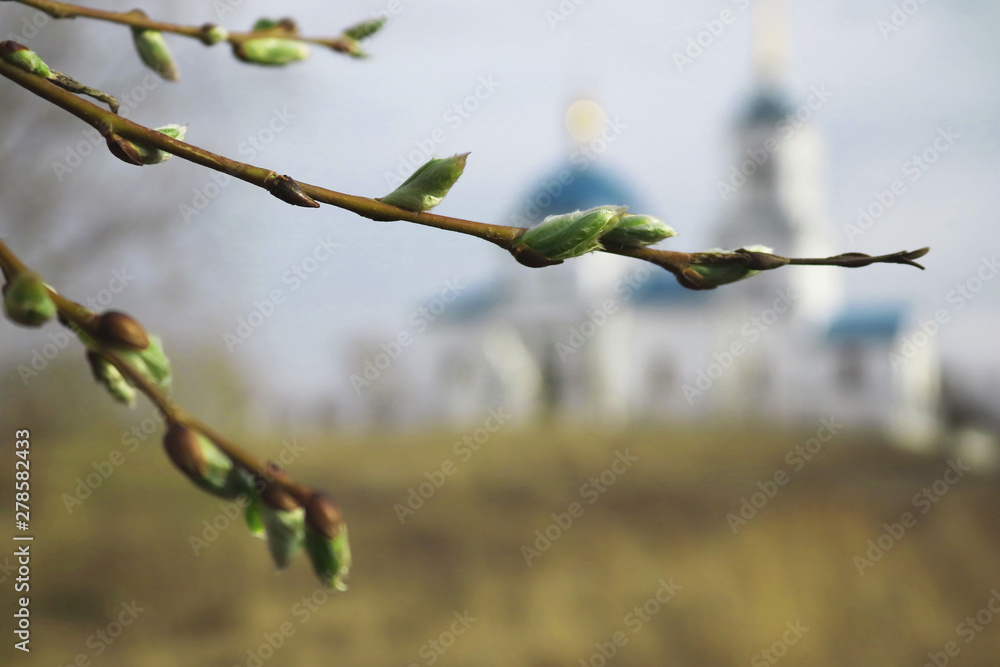 branch of willow branch of willow