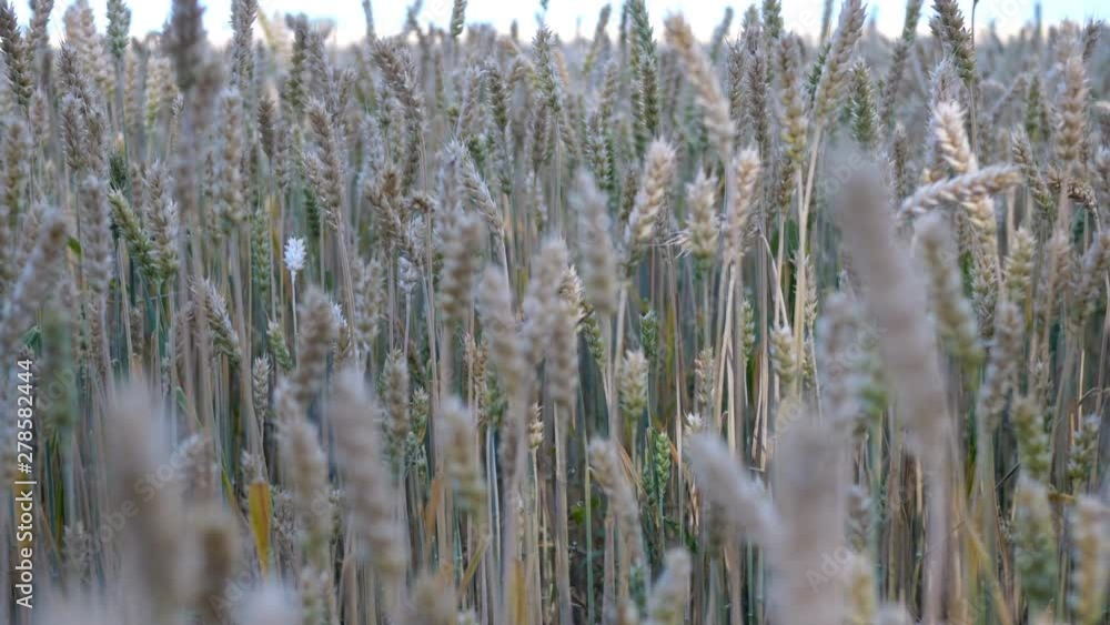 Wheat field. Ears of ripening wheat, rye or other cereal plant, swinging in the wind on the field. Concept of Rich harvest or agricultural production. Selective focus. Medium plan. Wheat field. Ears of ripening wheat, rye or other cereal plant, swinging in the wind on the field. Concept of Rich harvest or agricultural production. Selective focus. Medium plan.
