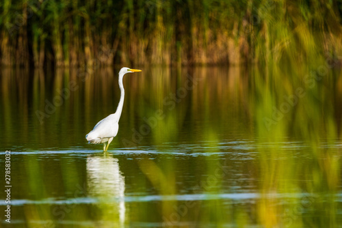 A white heron stands in the pond amid reeds.