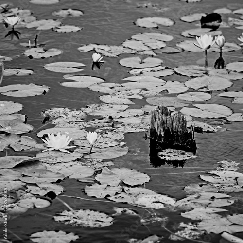 White Pond Lily 2 B&W