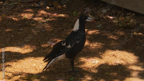 A black and white Australian magpie approaching and eating a morsel from a person's fingertip photo