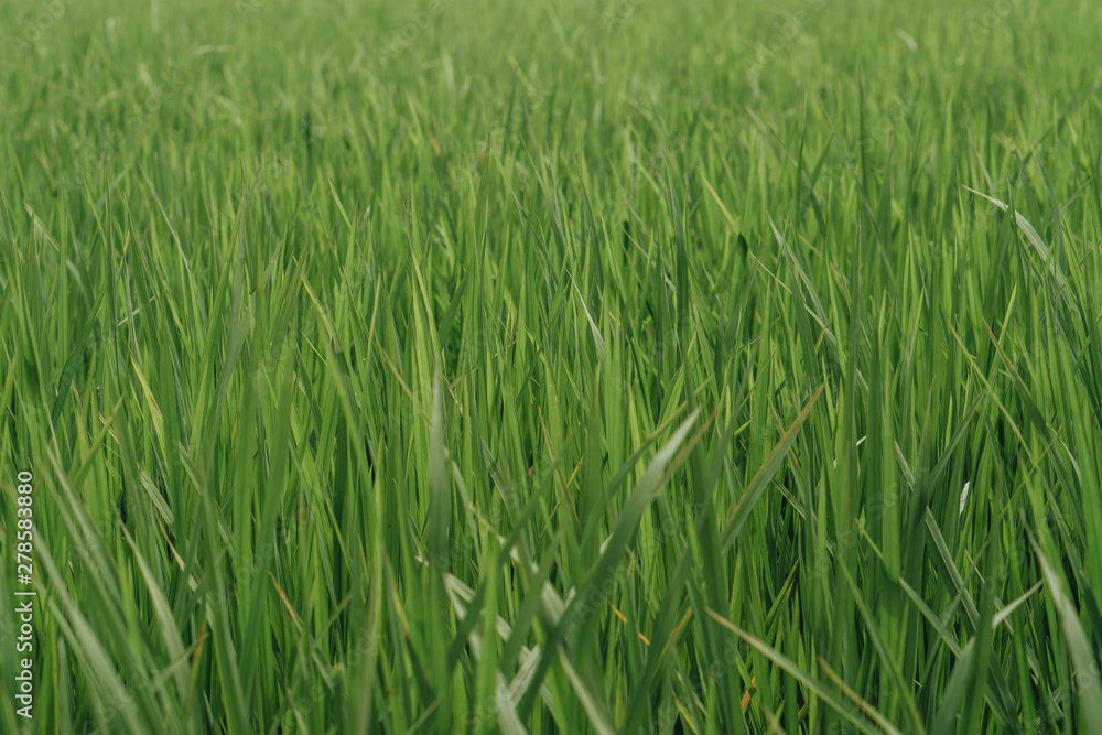 young rice in a green field close up young rice in a green field close up