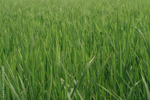 young rice in a green field close up