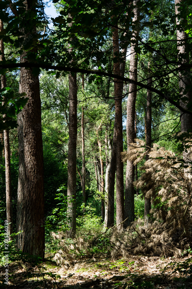 Fototapeta premium trees in national park Utrechtse Heuvelrug. Woods in Doorn. The Netherlands