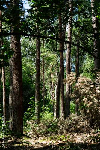 trees in national park Utrechtse Heuvelrug. Woods in Doorn. The Netherlands