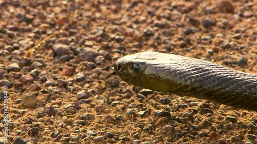 The head of a deadly inland taipan snake