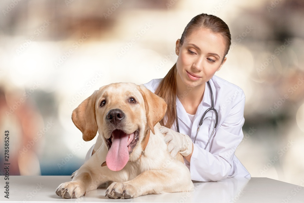 Beautiful young veterinarian with a dog on