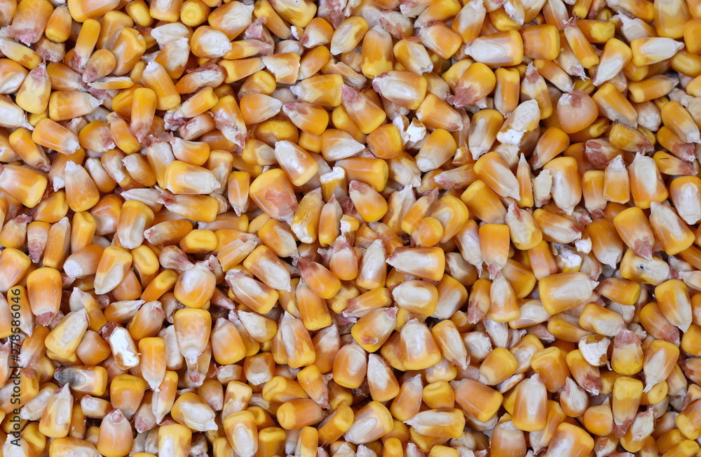 dried corn seeds isolated on white background dried corn seeds isolated on white background