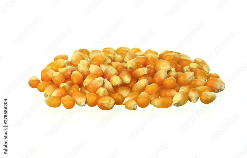 Yellow grain corn isolated on white background, for popcorn Yellow grain corn isolated on white background, for popcorn