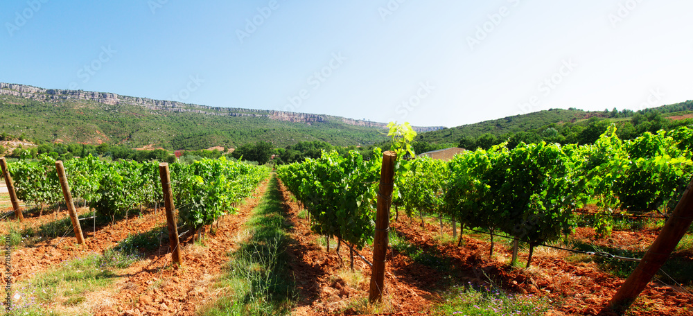 Vineyard row at summer