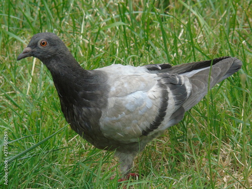 pigeon on green grass