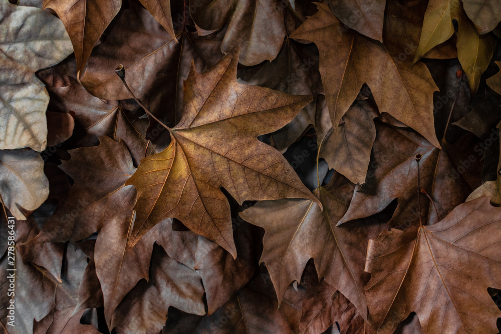 autumn leaves background