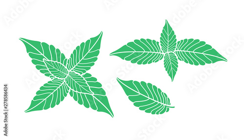 Mint logo. Isolated mint on white background