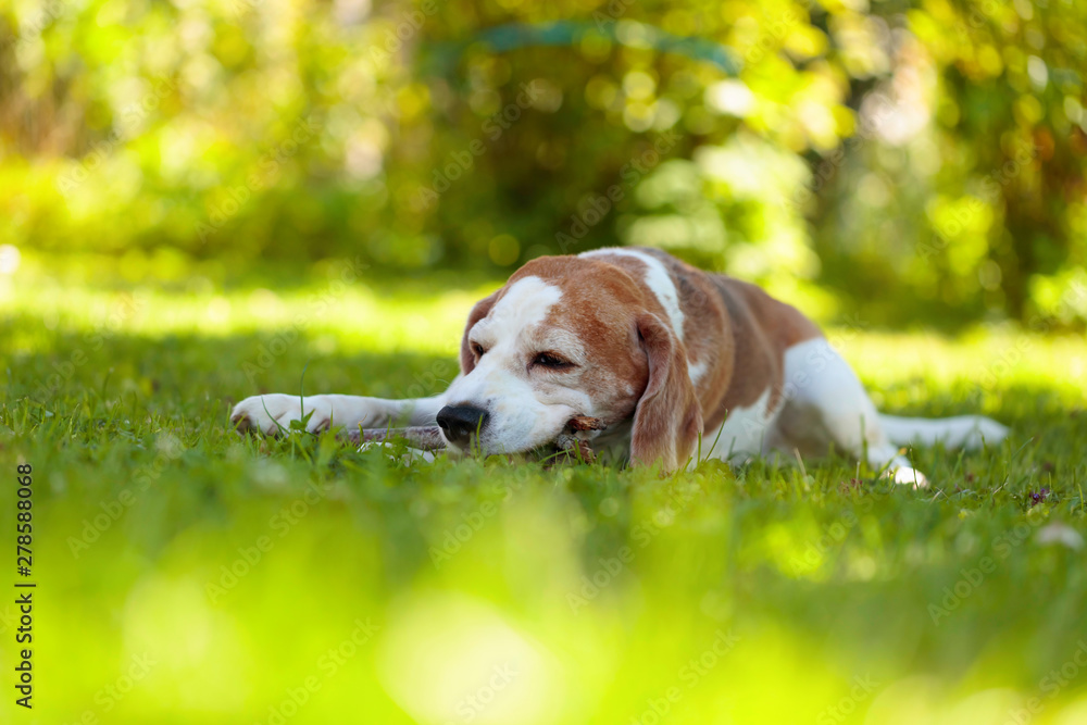 Playful beagle dog biting a wood stick on a grass in garden.