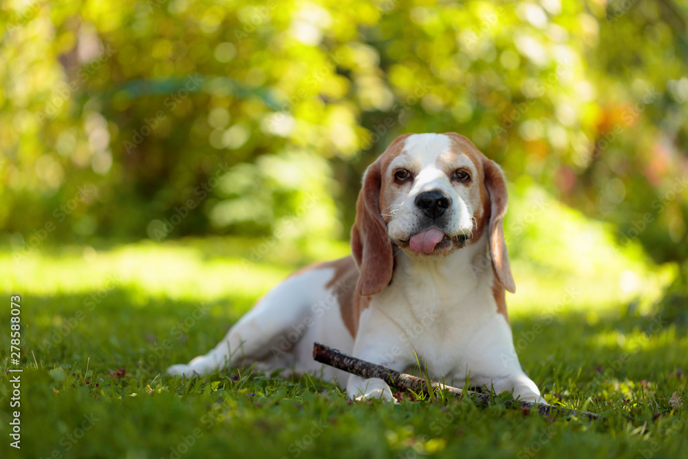 Playful beagle dog biting a wood stick on a grass in garden.