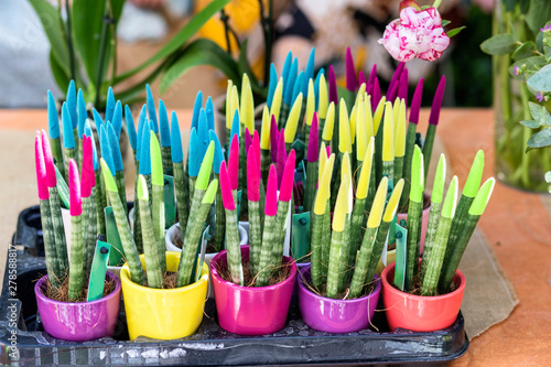 Sanseveria plants on multicolored pots. Velvet touchz photo