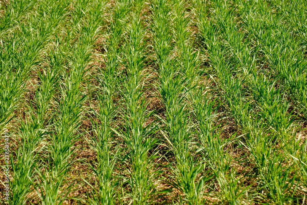green grass and corn field green grass and corn field