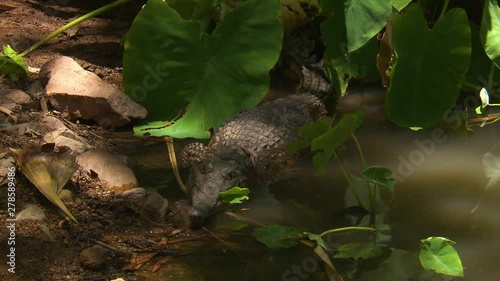 Wide high angle shot of a Johnston's freshwater crocodile lying in shallow water photo