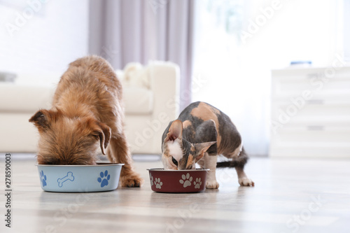 Photography Adorable dog and cat eating pet food together at home
