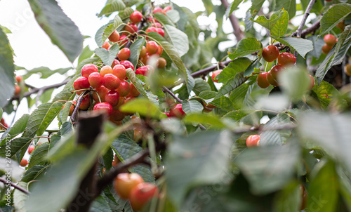 Cherries photo