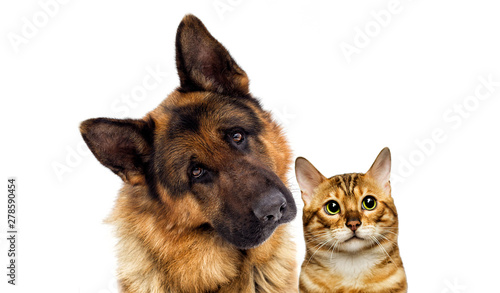 cat and dog look on a white background