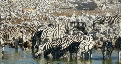 zebras drink water . South Africa, Namibia.
